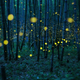 Image: Kei Nomiyama / Sony World Photography Award